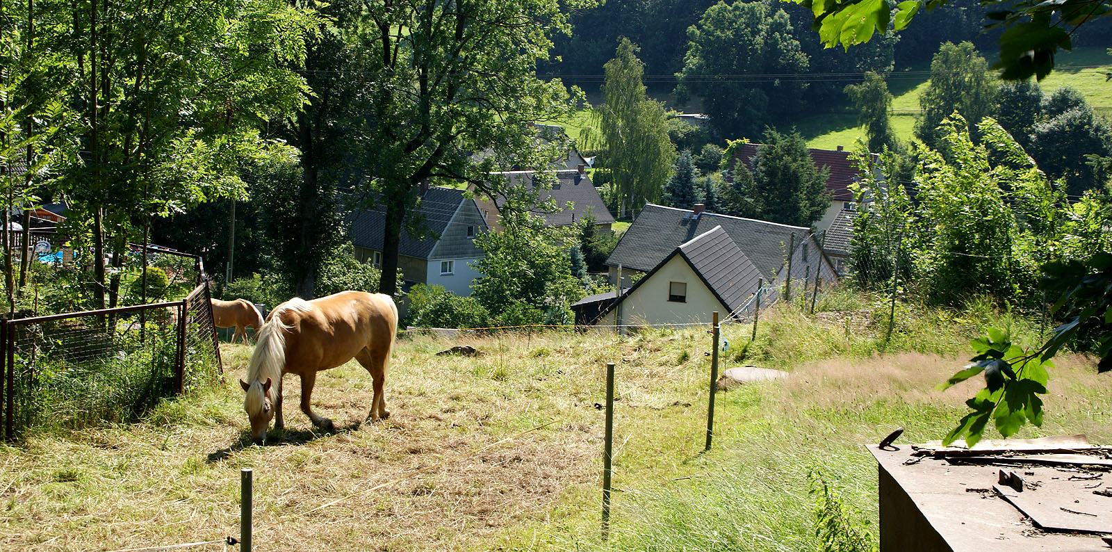 Pferde in Müdisdorf