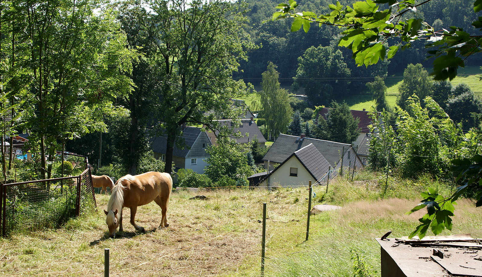 Pferde in Müdisdorf